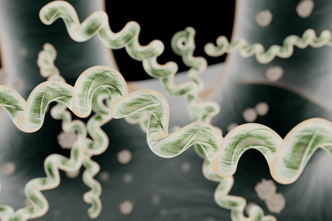 Breaking Down Biofilm: Why Lyme Can Be Hard to Resolve