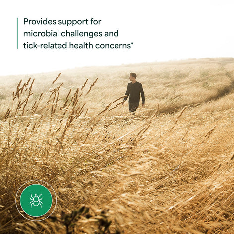 Japanese Knotweed - 2oz